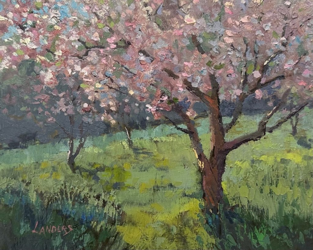 Plum orchard in bloom