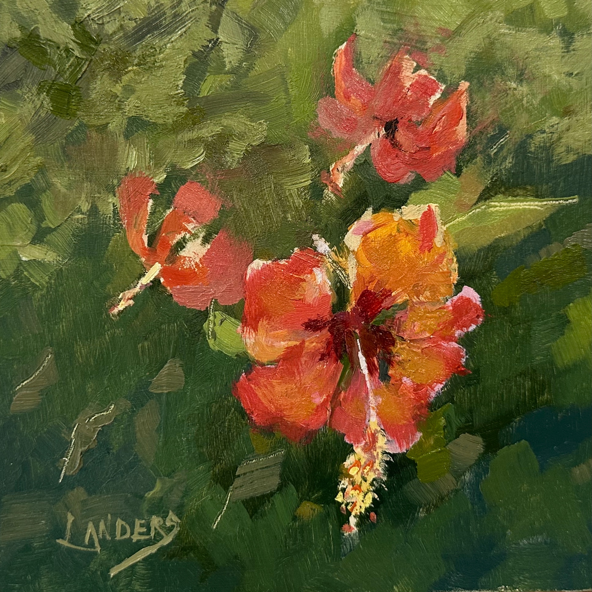 Roatan Hibiscus