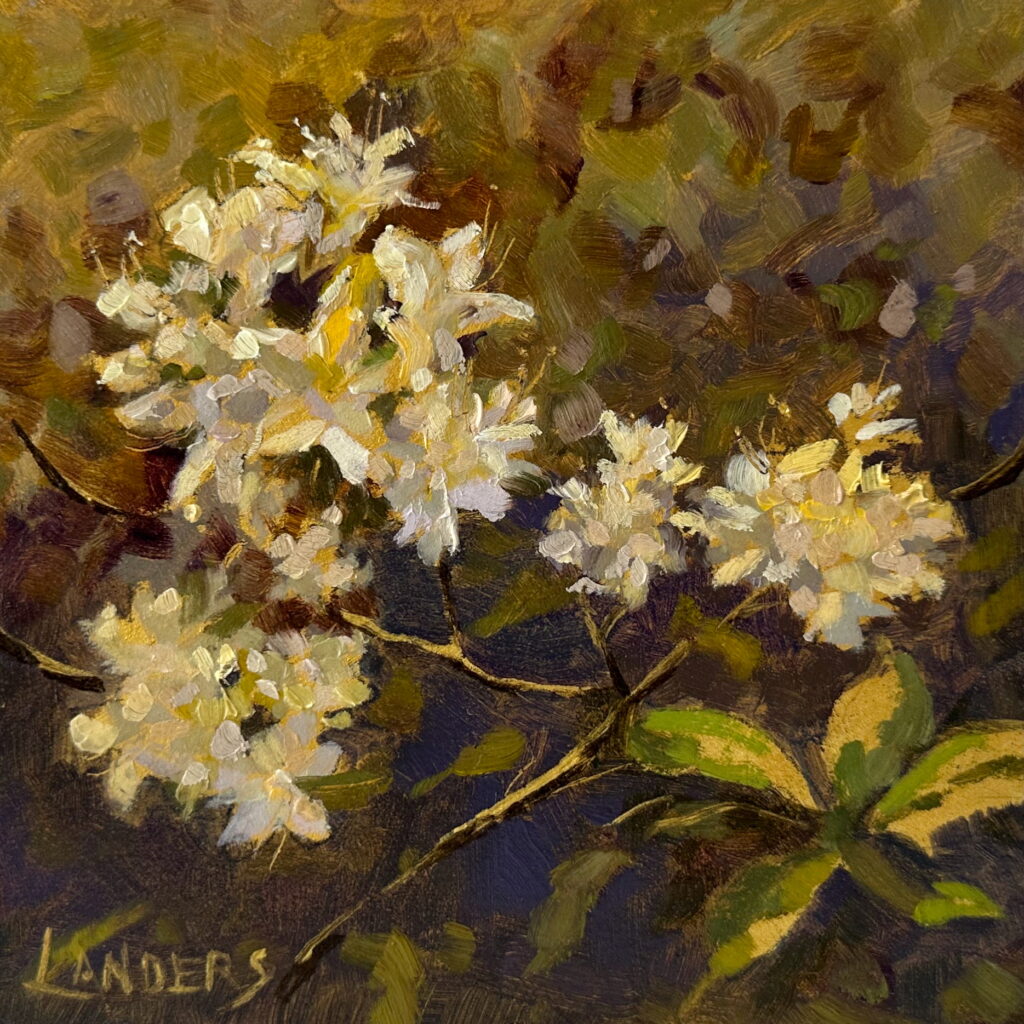 Azalea blooms