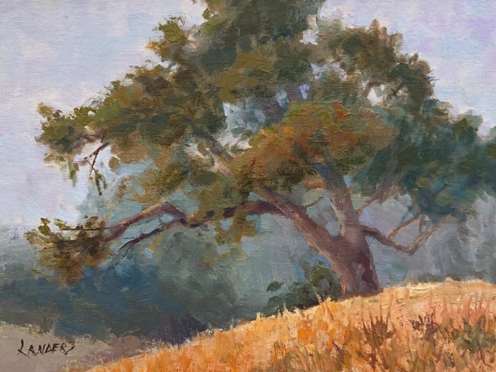 Coastal Live Oak Carmel Valley