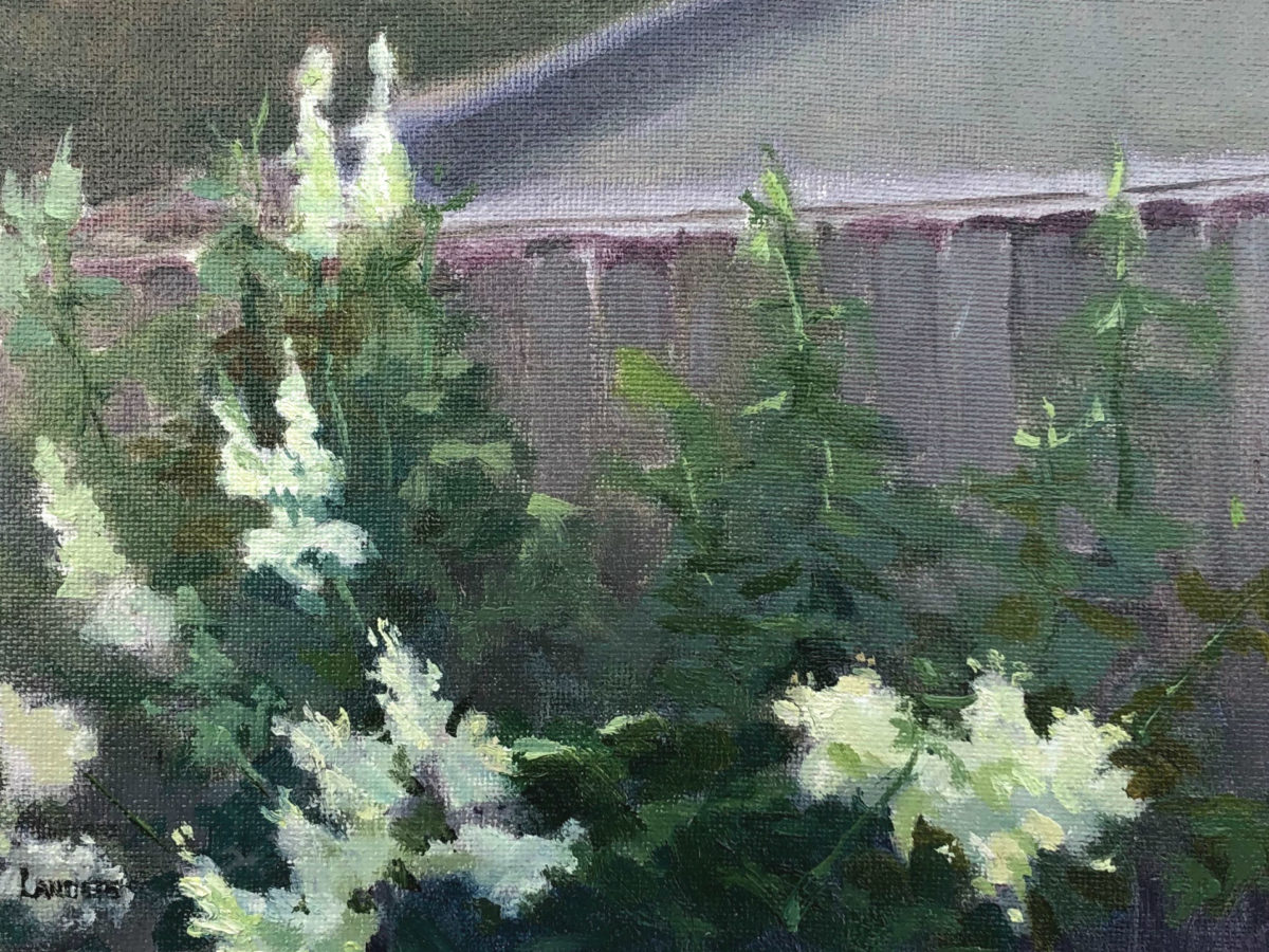 Backyard Lilacs