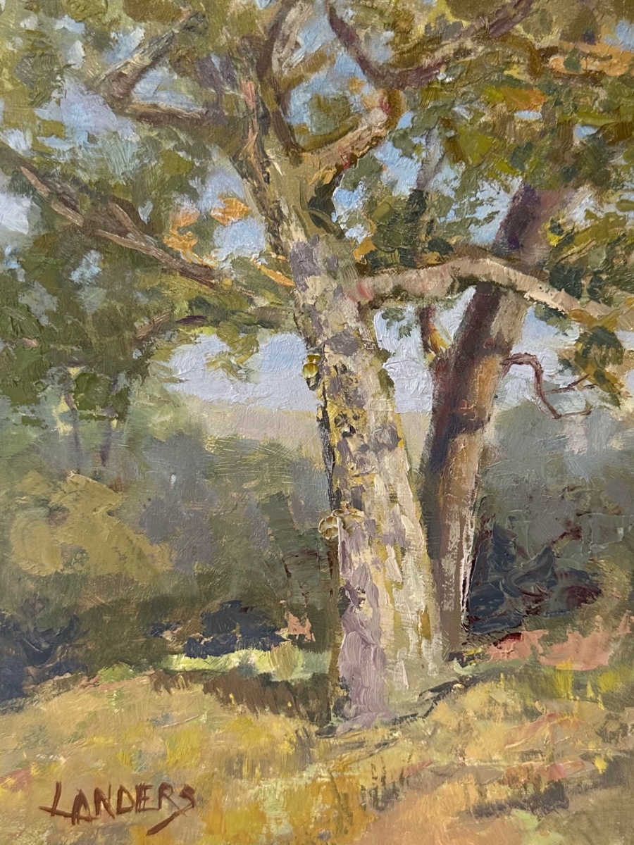 Mariposa Blue Oak trees