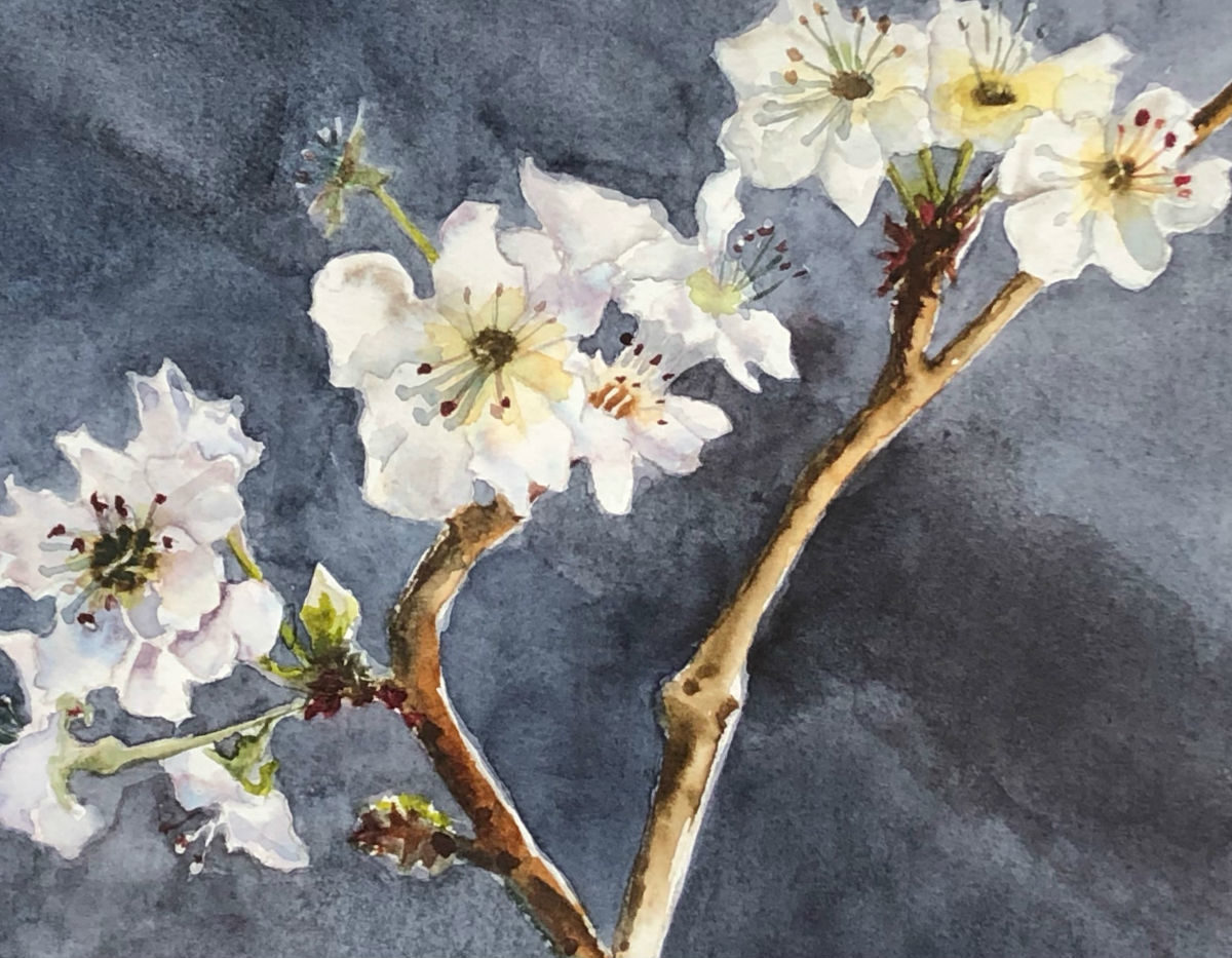 Asian Pear Blossoms