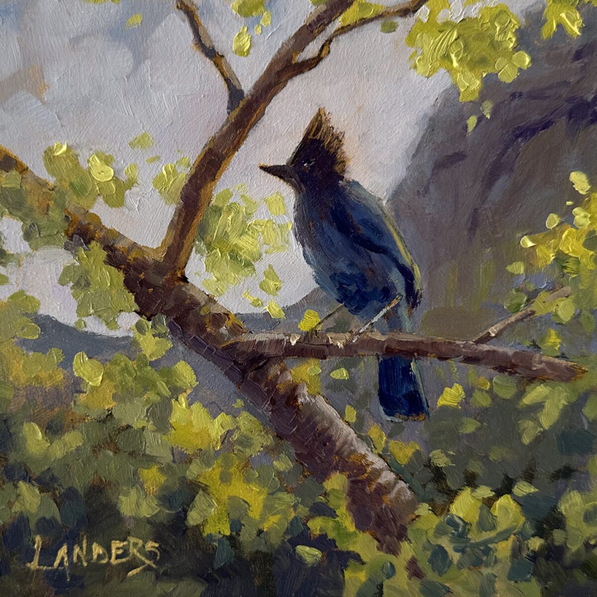 Yosemite Corvid
