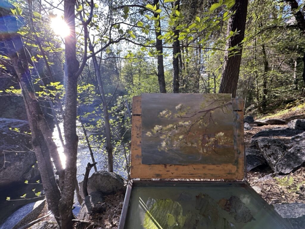 Teneya Creek Redwoods