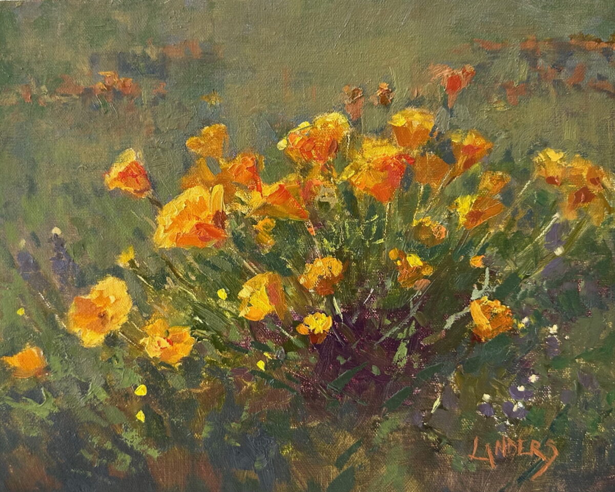 Spring poppies