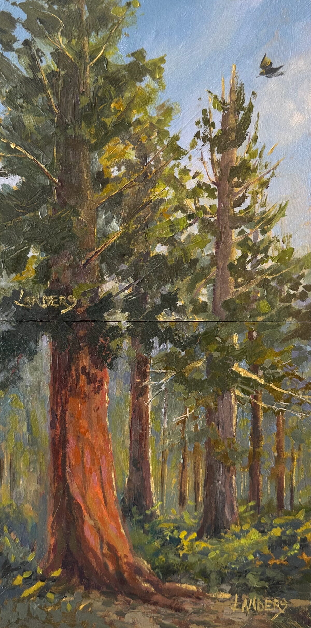 Mariposa Grove