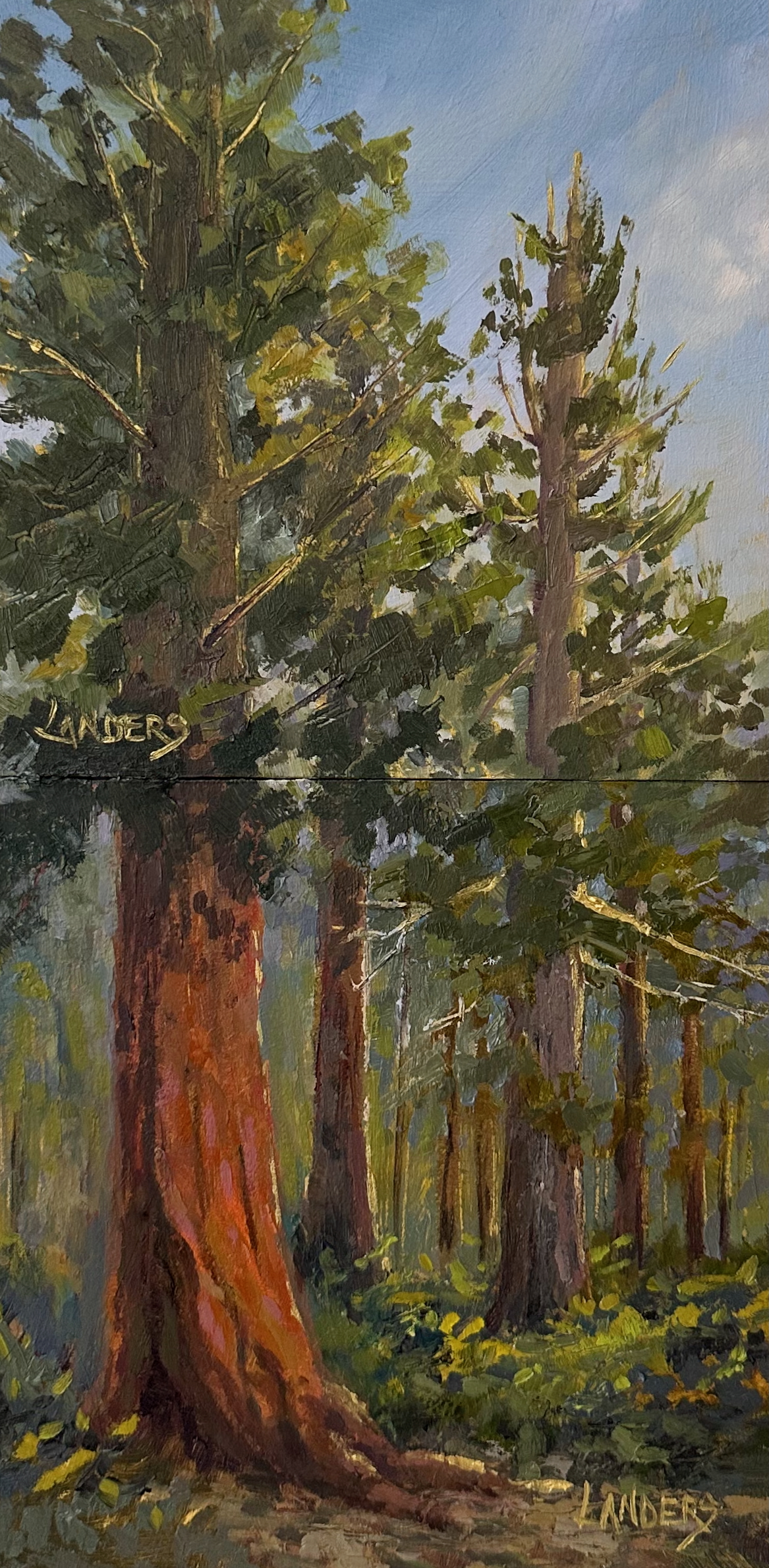 Redwood Trees