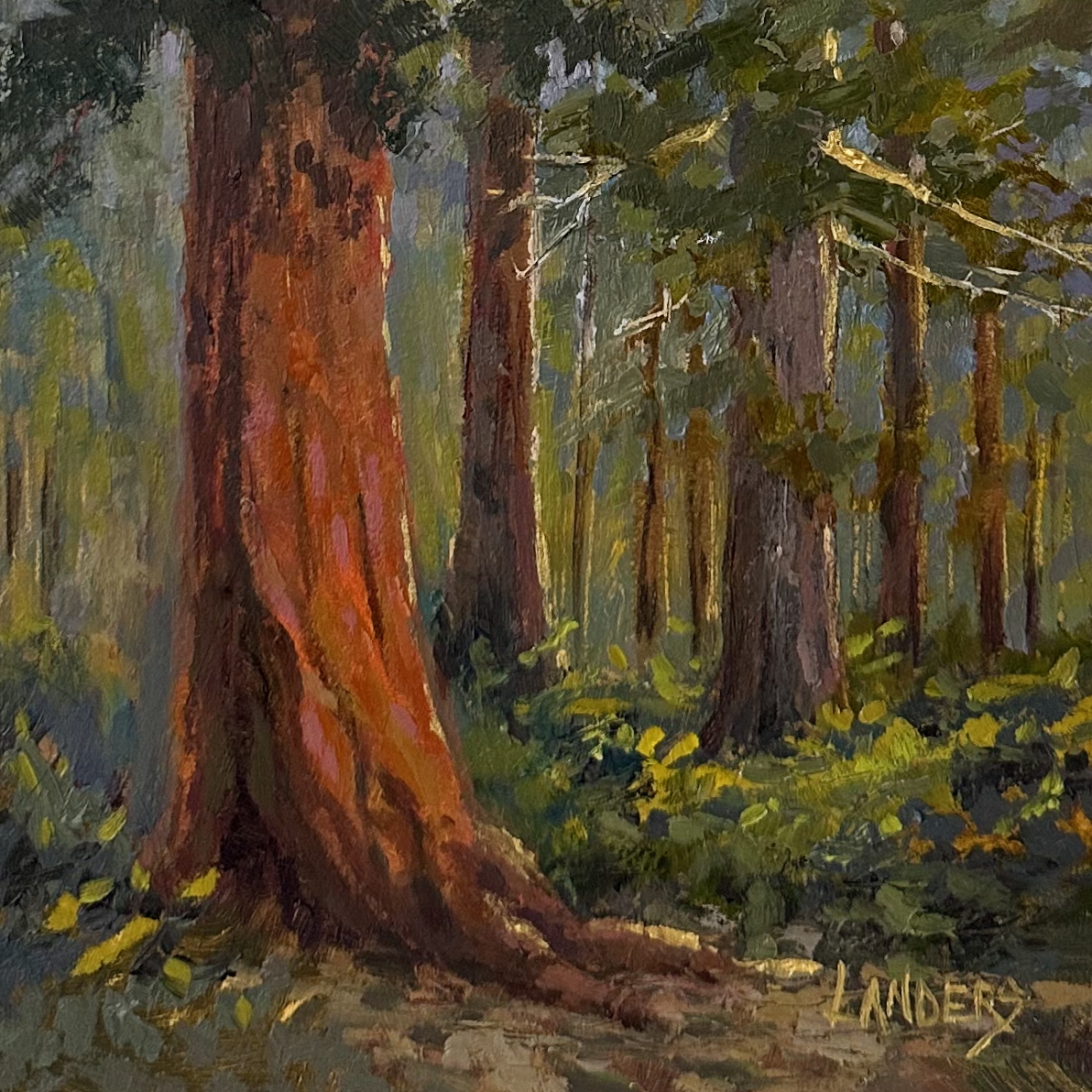 Redwood Forest