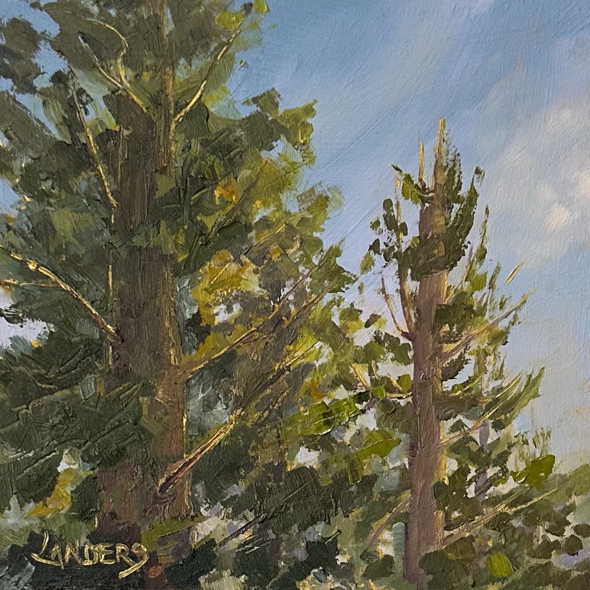 Redwood Tree Canopy